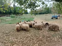 羊（ロット、性別未指定）, Racka sheep — 写真 1
