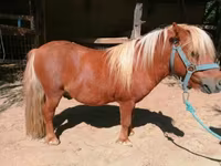 حصان, Shetland Pony — الصورة 4