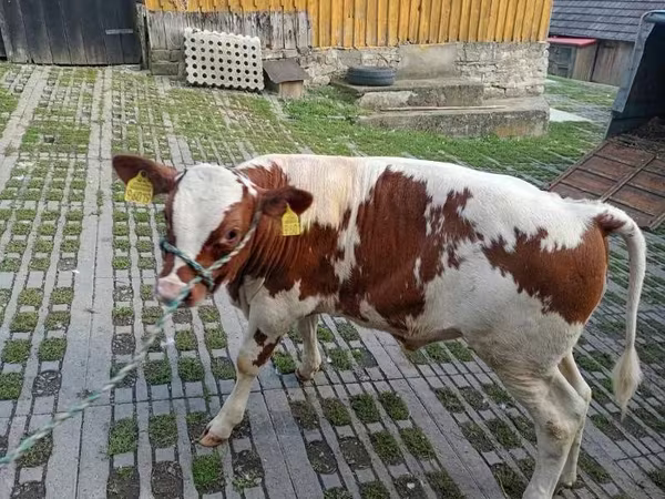 雄牛, 牛