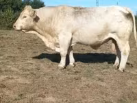 Bulle, Charolais cattle — Foto 1