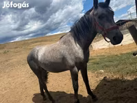 Caballo, Caballos — foto 4