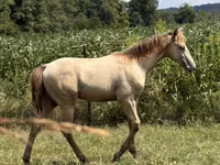 Pastuv, Kentucky mountain daddle horse — fotografija 8