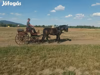 Kobila, Hungarian horse breed — fotografija 2