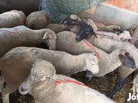 Sheep, Sheep — photo 1