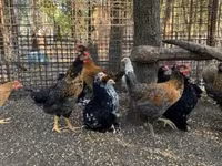 Chickens — 照片 4