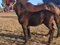 Caballo, Percheron — foto 1