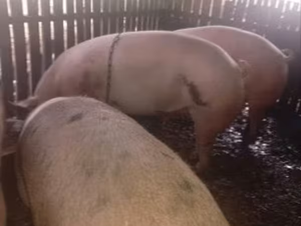 Sow, Pigs