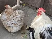 Pekin Bantam — zdjęcie 3