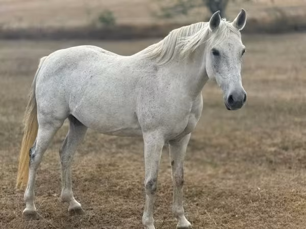 雌馬, Shagya