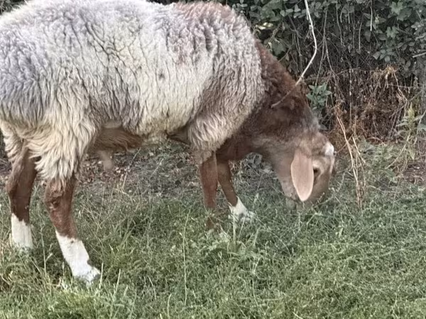 Ovan, Rhon sheep