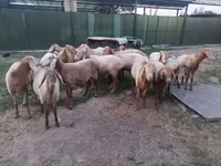 كبش, Rhon sheep — الصورة 6