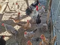 Chickens — fotografija 3