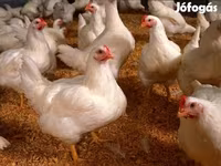 Chickens — Foto 2