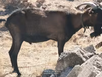 Boucs, Alpine goat — photo 5