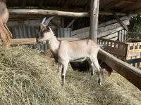 Kozioł, Saanen goat — zdjęcie 5