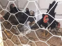 Chickens — Foto 1