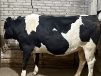 Vaca, Raça Holstein — foto 3