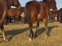 Koń, Mugalzhar horse — zdjęcie 6