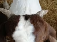 雄ヤギ, Boer goat — 写真 2