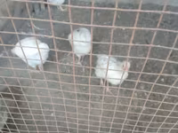 Chickens — foto 1