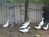 Ducks — Foto 1