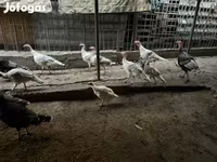 Turkeys — fotografija 4