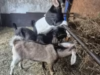 Bode, Nubian Goat — foto 3