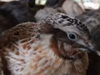 Quails — الصورة 1