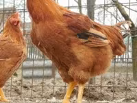 gallina danesa — foto 2