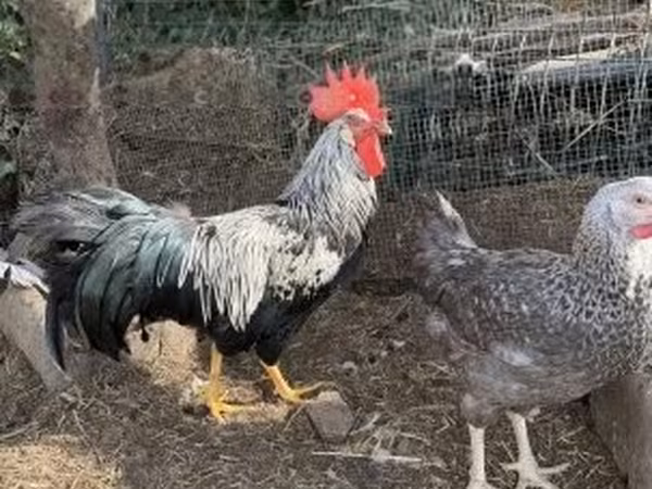 Chickens