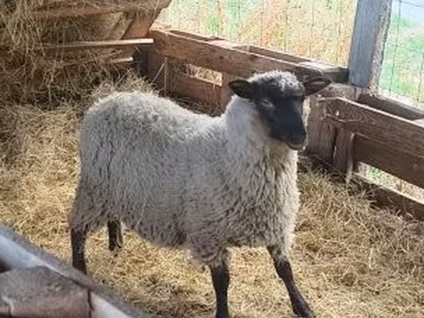 Bélier, Moutons — Hongrie