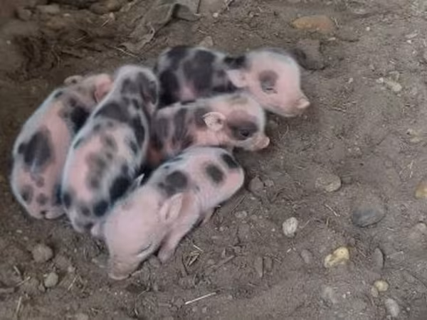 Pigs (batch, sex not specified), Pigs