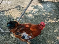 Chickens — Foto 8