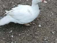 Ducks — zdjęcie 6