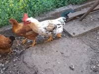 Chickens — Foto 4