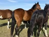 Kobyła, Dutch warmblood horse — zdjęcie 4