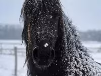 公马, Friesian — 照片 5