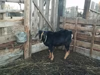 Qoʻchqor, Romanov sheep — 5-rasm