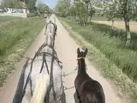 Kobila, Lipizzaner — fotografija 4