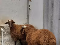 मेढ़ा, भेड़ — फ़ोटो 2