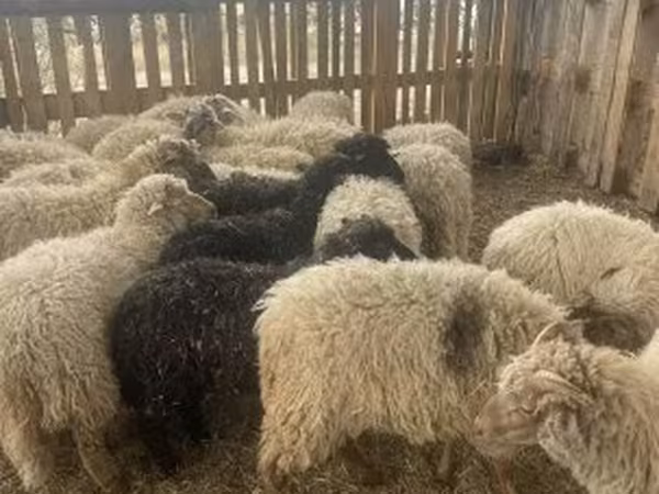 أغنام (دفعة، الجنس غير محدد), Suffolk sheep