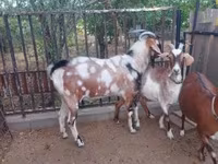 बकरा, Nubian Goat — फ़ोटो 4