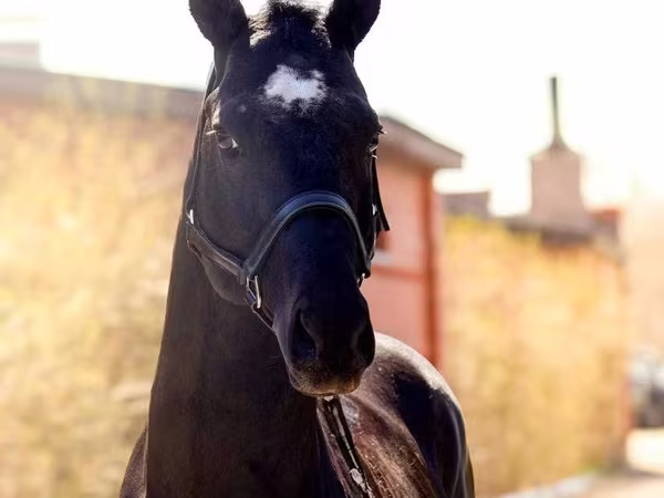 Koń, Thoroughbred horse