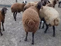 Баран, Karakul sheep — фото 1