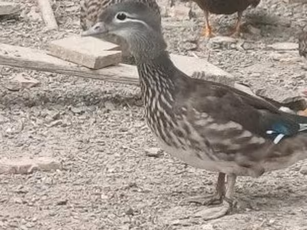 Ducks — Vengriya