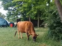 Vaca, Raça Jersey — foto 2