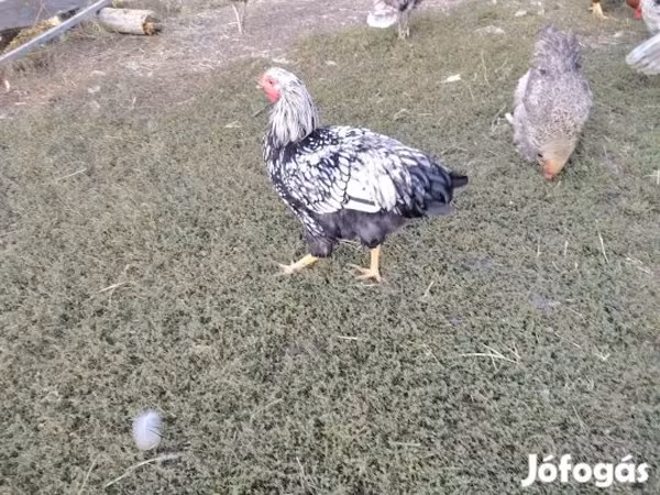 وياندوت