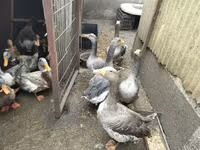 Geese — 写真 5