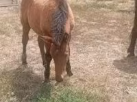 Caballo, Caballos — foto 2