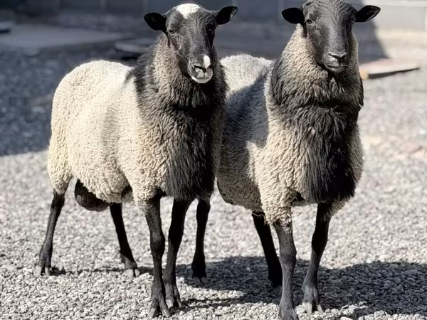 Sheep, Romanov sheep